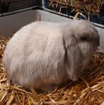 Minilop ram (raszuiver), Dieren en Toebehoren, Mannelijk, Dwerg, Hangoor, 0 tot 2 jaar