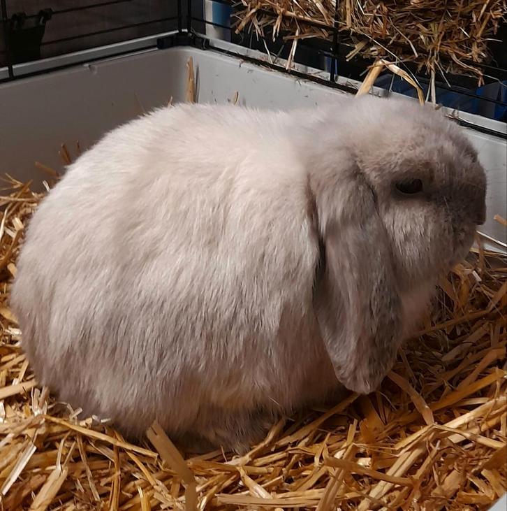 Minilop ram (raszuiver), Dieren en Toebehoren, Konijnen, Dwerg, Mannelijk, 0 tot 2 jaar, Hangoor