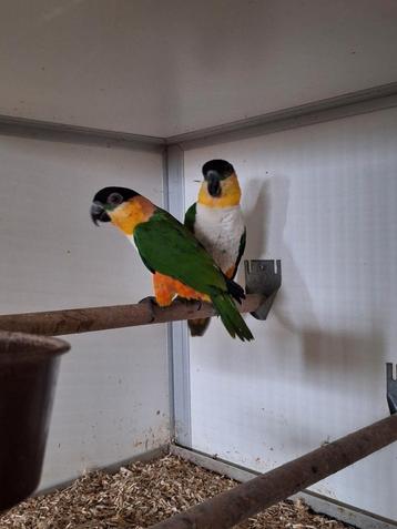 Diverse soorten vogels bij vogelhandel Tuinstra.  beschikbaar voor biedingen