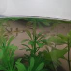 Guppies baby's, Dieren en Toebehoren, Vissen | Aquariumvissen, Vis