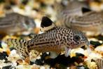 Corydoras julii, Dieren en Toebehoren, Zoetwatervis, Vis