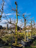 Oude laagstam perzik fruitboom! Prunus persica, Lente, Halfschaduw, 250 tot 400 cm, Ophalen of Verzenden