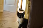 Zwart-Witte kitten, Poes, Kortharig, 0 tot 2 jaar