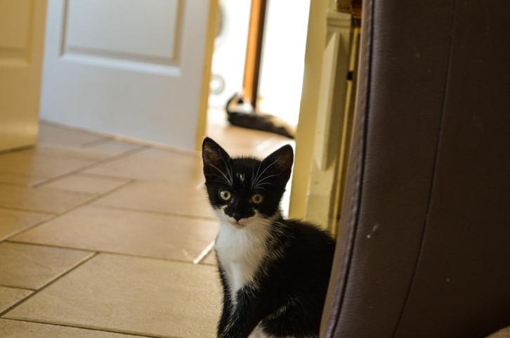Zwart-Witte kitten, Dieren en Toebehoren, Katten en Kittens | Overige Katten, Kortharig, Poes, 0 tot 2 jaar