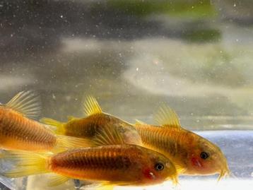 Osteogaster (Corydoras) CW010 Goldstripe beschikbaar voor biedingen