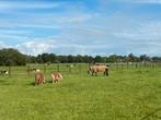 Pensionstal Horses in Harmony, Dieren en Toebehoren, Stalling en Weidegang