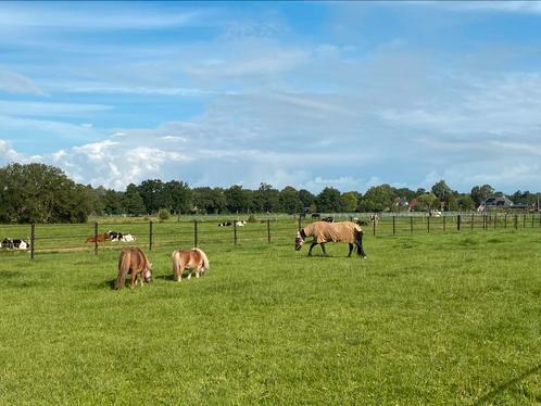 Pensionstal Horses in Harmony, Dieren en Toebehoren, Stalling en Weidegang