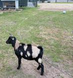 Prachtig jong hoornloos dwerg geitje met maanvlekken!!, Dieren en Toebehoren, Schapen, Geiten en Varkens, Vrouwelijk, Geit, 0 tot 2 jaar