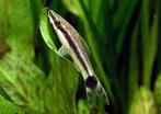 Otocinclus hoppei - Koidream Valburg, Dieren en Toebehoren, Vissen | Aquariumvissen, Zoetwatervis, Vis