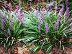 Liriope muscari 'Moneymaker' - Mooie vaste plant, Tuin en Terras, Planten | Tuinplanten, Ophalen, Bodembedekkers, Vaste plant