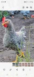 Broedeieren amrock kippen, Dieren en Toebehoren, Pluimvee