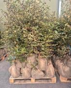 GROTE PARTIJ 6 pallets groene beuken, Ophalen of Verzenden, Bloeit niet, Halfschaduw, Overige soorten