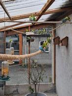 Parkieten, Meerdere dieren, Parkiet