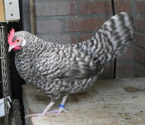 Fries hoen kriel (koekoek), Dieren en Toebehoren, Pluimvee, Kip, Meerdere dieren