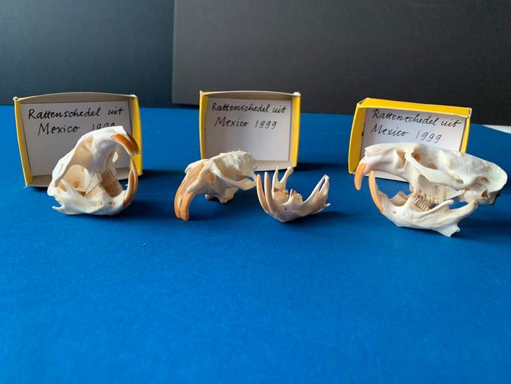 3 ratten schedels uit Mexico, Dieren en Toebehoren, Knaagdieren en Konijnen | Toebehoren, Zo goed als nieuw, Verzorging, Ophalen of Verzenden