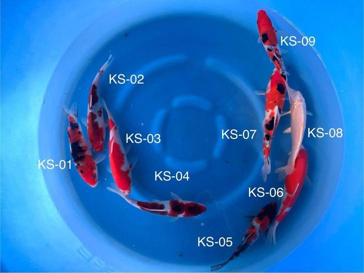 Diverse Japanse koi karper | Koikarpers  | Tosai vissen, Dieren en Toebehoren, Vissen | Vijvervissen, Karper of Koi