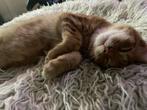 Forever home gezocht, Dieren en Toebehoren, Katten en Kittens | Overige Katten, Kater, Kortharig, 0 tot 2 jaar