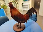 Opgezette Haan, Ophalen, Zo goed als nieuw, Vogel, Opgezet dier