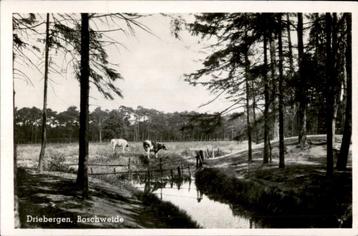 Driebergen Boschweide met koeien st 1949 beschikbaar voor biedingen