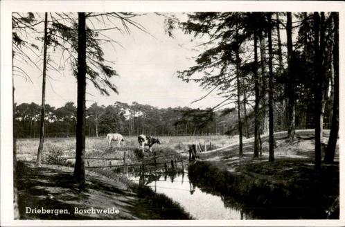 Driebergen Boschweide met koeien st 1949, Verzamelen, Ansichtkaarten | Nederland, Gelopen, Utrecht, 1940 tot 1960, Ophalen of Verzenden
