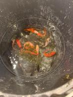 Vissen, Dieren en Toebehoren, Vissen | Vijvervissen, Karper of Koi