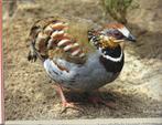 Rickett Bospatrijs Ginginca, Dieren en Toebehoren, Vogels | Overige Vogels, Meerdere dieren, Geringd