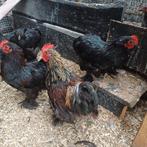 Cochin 22 weken 3 hennen 1 haan, Dieren en Toebehoren, Pluimvee, Meerdere dieren, Kip