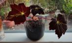Begonia Heracleifolia, Ophalen of Verzenden, Halfschaduw, Minder dan 100 cm