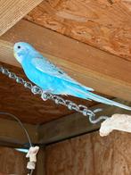 Grasparkiet blauw VERMIST, Dieren en Toebehoren, Vogels | Parkieten en Papegaaien, Mannelijk, Parkiet