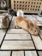 Baby dwerg konijntjes te koop, Dieren en Toebehoren, Konijnen, Meerdere dieren, Dwerg