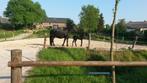 paardenbox te huur, Dieren en Toebehoren, Paarden en Pony's | Hoofdstellen en Tuigage, Overige soorten, Zo goed als nieuw, Verzenden