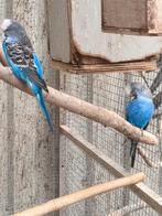 valkparkieten,engelsegrasparkieten, Dieren en Toebehoren, Meerdere dieren, Parkiet