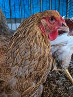 WYANDOTTE GROOT  BLAUW-GEEL PATRIJS, Dieren en Toebehoren, Vrouwelijk, Kip