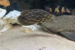 Ctenopoma acutirostre – Luipaardklimbaars, Dieren en Toebehoren, Vis, Zoetwatervis