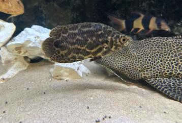 Ctenopoma acutirostre – Luipaardklimbaars beschikbaar voor biedingen