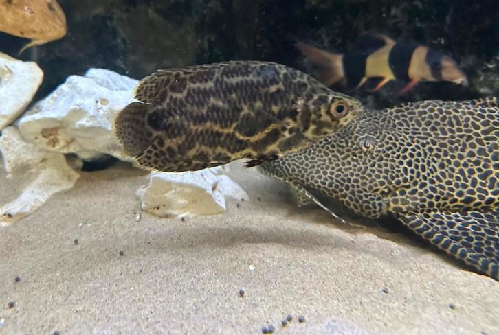 Ctenopoma acutirostre – Luipaardklimbaars, Dieren en Toebehoren, Vissen | Aquariumvissen, Zoetwatervis, Vis