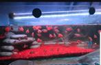 Rode Acara of Juweelcichlide (Hemichromis bimaculatus). , Dieren en Toebehoren, Ophalen, Zo goed als nieuw, Plant(en), Steen of Hout