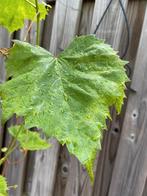 DRUIVEN STRUIK,WIJN STRUIK, Tuin en Terras, Planten | Fruitbomen, Ophalen, Minder dan 100 cm, Lente, Overige soorten