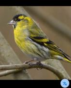 Gezocht rond omgeving Enschede, Meerdere dieren, Wildzangvogel