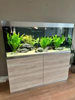 OASE Highline Optiwhite 400 eiken (extreem compleet), Ophalen, Zo goed als nieuw, Gevuld zoetwateraquarium