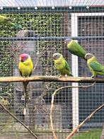 1-3 Pruimkop 2025, Meerdere dieren, Parkiet, Geringd