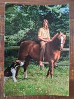 Dieren - Paard, Ophalen of Verzenden, Gelopen, Paard