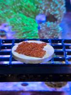 Cyphastrea Bigr sunkist oranje/rood stekken, Dieren en Toebehoren, Vissen | Aquaria en Toebehoren, Ophalen, ., Plant(en), Steen of Hout