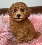 Maltipoo teefjes 1250 reutjes 1000 geteste ouders, Nederland, Overige rassen, 8 tot 15 weken, Teef
