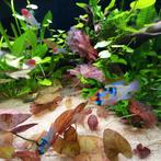 Aquarium, 120 cm. Aqualantis fusion horizon, Dieren en Toebehoren, Ophalen, Gebruikt, Gevuld zoetwateraquarium