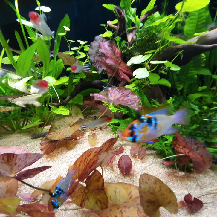 Aquarium, 120 cm. Aqualantis fusion horizon, Dieren en Toebehoren, Vissen | Aquaria en Toebehoren, Gebruikt, Gevuld zoetwateraquarium