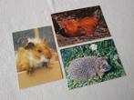 3 Vintage School Beloningsplaatjes Dieren, 1980 tot heden, Ophalen of Verzenden, Zo goed als nieuw, Dier