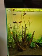 Schooltje van 10 platy's (9x vrouw 1x man), Dieren en Toebehoren, Vissen | Aquariumvissen, Vis, Zoetwatervis, Schoolvis