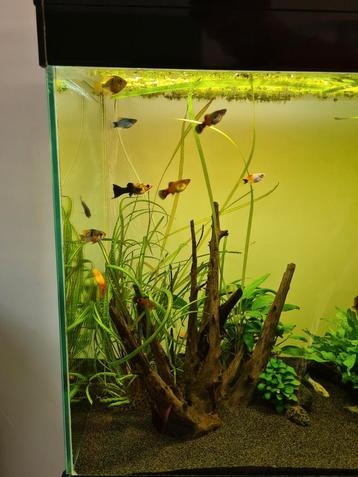 Schooltje van 9 platy's (8x vrouw 1x man)  beschikbaar voor biedingen
