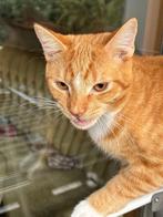Mooie, rode kater (5 maanden) zoekt een liefdevol tehuis, Dieren en Toebehoren, Katten en Kittens | Overige Katten, Kater, Kortharig
